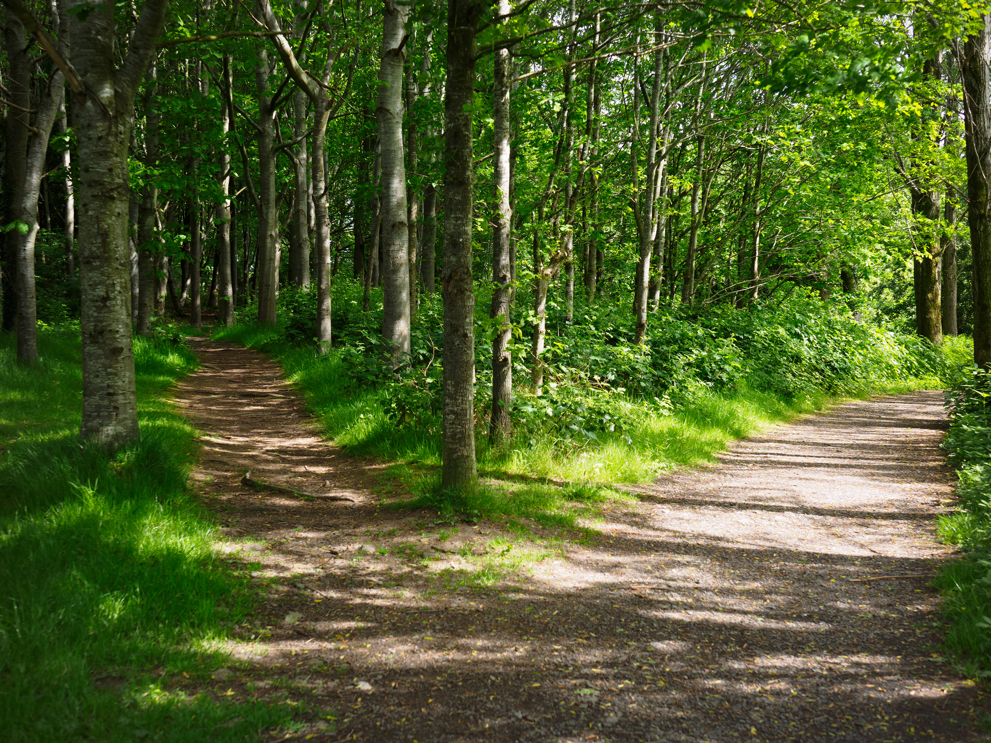 two road in forest,Northern Ireland
