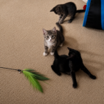 Playful kittens